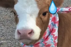 兰州牛肉拉面，要专门立法了！地方立法护航特色产业发展图片