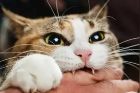 警惕！猫咪有了这几种表现，可能是“狂犬病”的征兆图片