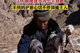 母羊在山上生了羊羔，主人就地拢火为小羊取暖，羊妈妈护崽心切不停顶撞主人图片