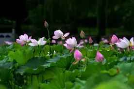 “荷”您有约！在石家庄坐上公交去这些夏天不能错过的赏荷好去处~图片