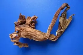 28味大毒的中药，不可乱用图片