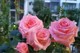 月季有个品种，叫“戴安娜”，花径13厘米，又大又美，多季节开花图片