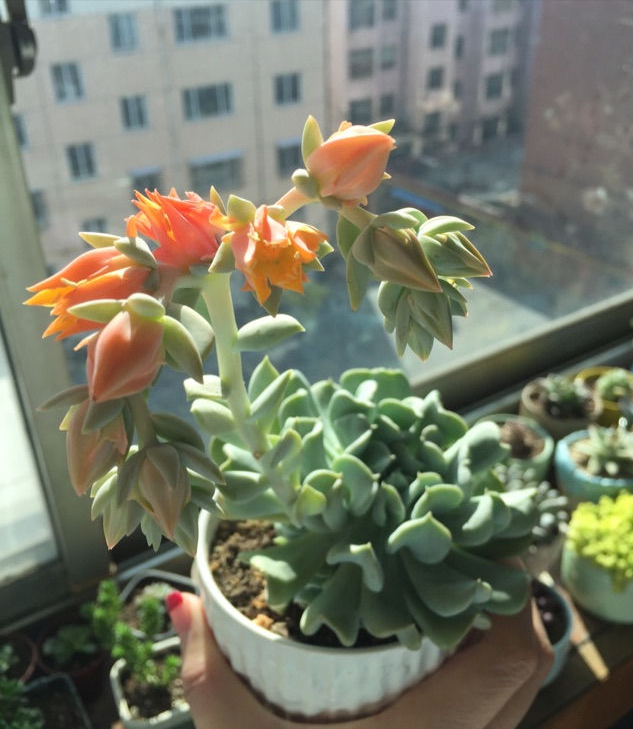 玉露16,乙女心15,碧光环14,佛珠13,八宝景天12,姬星美人11,鹿角海棠10