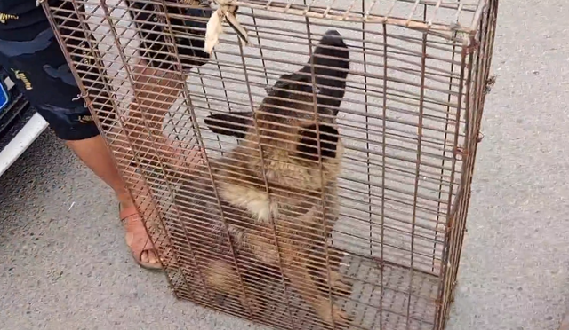 360块，马犬就此卖狗贩，只要钱到位狗主直言：你叫抱哪就抱到哪