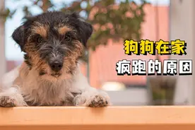 狗狗来回“疯跑”原来是这些原因，不说你都不知道！图片