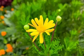 黄金菊丨春夏就能开的“菊”，好看又好养，认识吧？图片