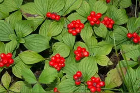 五种带有“茱萸”的植物简述图片