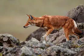 祁连山出现的“红狗”是什么动物？位居猛兽之首，敢猎杀老虎？图片