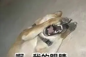 下面长了一圈小疙瘩，究竟是尖锐湿疣，还是珍珠疹？可别错怪了人图片