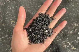 优选5种“油满盆”油菜品种，含油量达50%以上，一斤菜籽半碗油图片