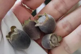 掌握桃金娘的4大神奇用途，助你成为全球顶尖农民！图片