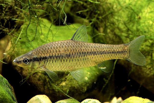 榛戦緳姹熼奔绫讳箣鈥滀笁鍗佷簩鏉傞奔鈥濆浘璋? onerror=