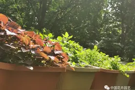 种菜是一种生活方式 |“都市种菜潮”专题图片