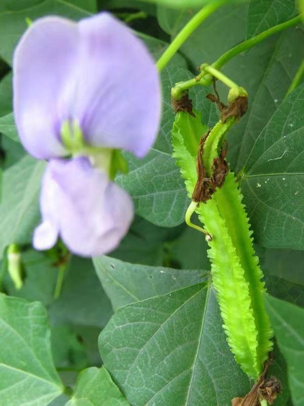起源地品牌产品——濮阳四棱豆