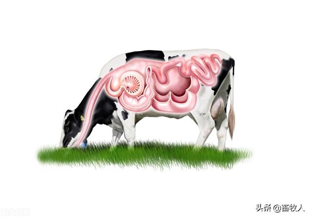 「学习笔记」卜登攀研究员：过瘤胃氨基酸生物利用率评价与利用