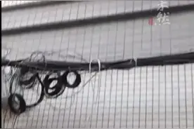 乌龟出逃从楼上落下砸碎车窗，路人：幸亏没碰到人图片