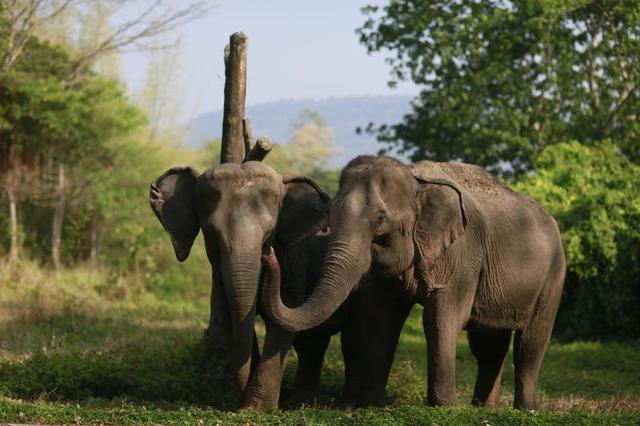 泰国大象友好型旅游：可持续旅游的新趋势与新机遇