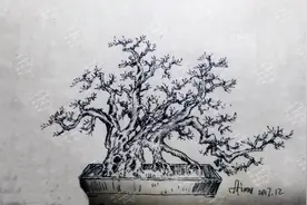 大飘枝黄杨盆景造型设计实例，主干务必要高低错落图片