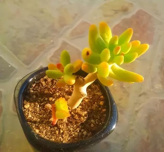 270种常见多肉图谱，一分钟认全！
