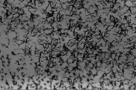 有人称唐山大地震前虫鸟铺天盖地、鼠搬家，专家：可能是心理作用图片