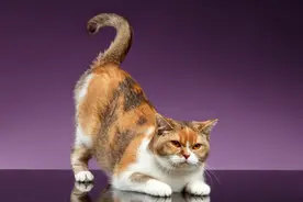 猫咪认主才有的6大表现图片