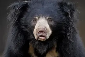 “食人恶熊”称霸印度森林，咬合力超1000斤，连老虎都打不过它？图片