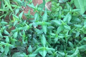 农村这种野草，如今不多见了，在过去帮助过很多人，遇见望珍惜图片