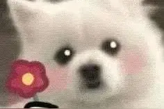 Share~可爱狗头表情包（下）图片