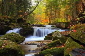 中国还有原始森林吗？主要分布在哪些地方？图片