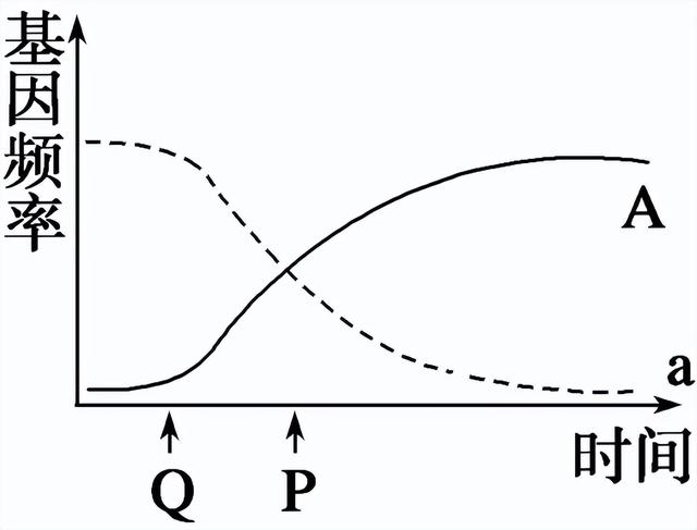 高中生物-变异育种及进化