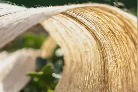 几种新型天然纤维，了解一下！图片