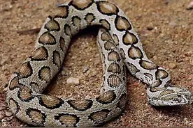 “肾亏蛇”咬人真的会肾亏吗？到底有多毒？图片