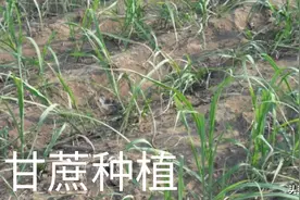 甘蔗怎样施肥，长得粗壮又高？了解需肥特点，有针对性施肥更好图片