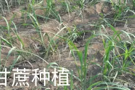 甘蔗怎样施肥，长得粗壮又高？了解需肥特点，有针对性施肥更好图片