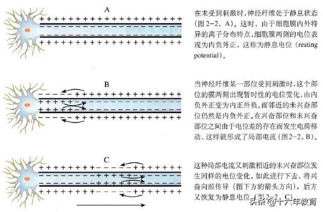 高中生物重要生化知识图解记忆（建议收藏）