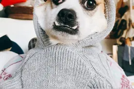 劝告：这7种狗“白送”也不要！不是迷信，是有依据的图片