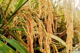 现在稻谷多少钱一斤？全国各地区价格汇总图片