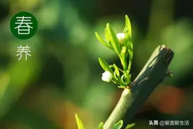 春分后，多吃“春季5宝”，营养降燥，好吃不贵，吃过的人都说好图片