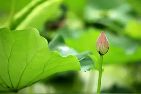 一个人命里的富贵，是有定数的图片