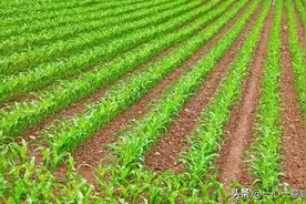 七言诗 赞玉米图片