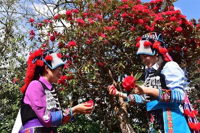春游云南丨春天来楚雄，赏花、拍花、吃花！