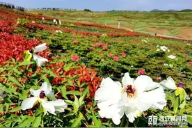 洋县：万亩牡丹齐开放 为春天增添光彩图片