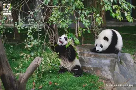 拥有熊生巅峰的姐妹花，有多特别？图片