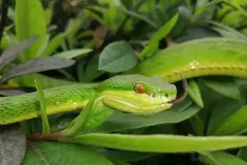 带你正确认识中国剧毒蛇竹叶青图片