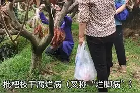 你知道枇杷枝干腐烂病及其规律吗？图片