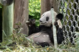 实时更新 ｜ 直击旅美大熊猫丫丫回国路图片