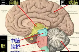 大脑受损能否康复？图片