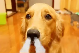 养狗须知：狗狗最不喜欢主人做的8种事，看看你踩过多少雷区！图片