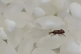 大米长虫很烦恼？太粮集团教你一招轻松去虫图片