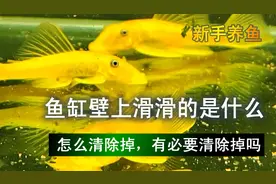 鱼缸壁上滑滑的是什么，怎么清除掉，有必要清除掉吗图片